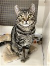 adoptable Cat in germantown, MD named Flash