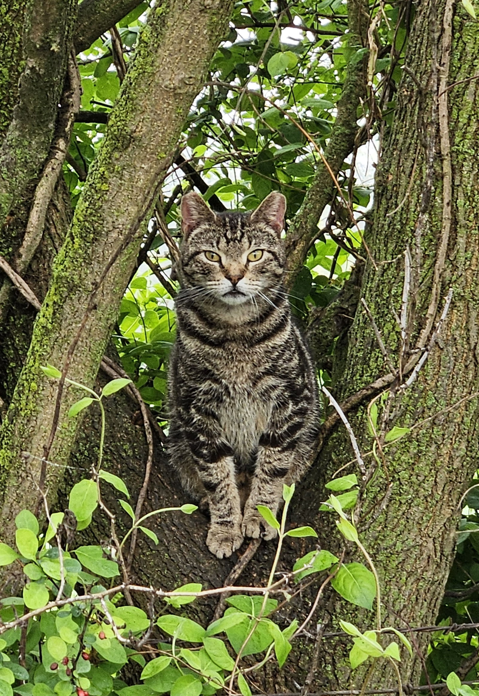 adoptable Cat in Germantown, MD named Flash