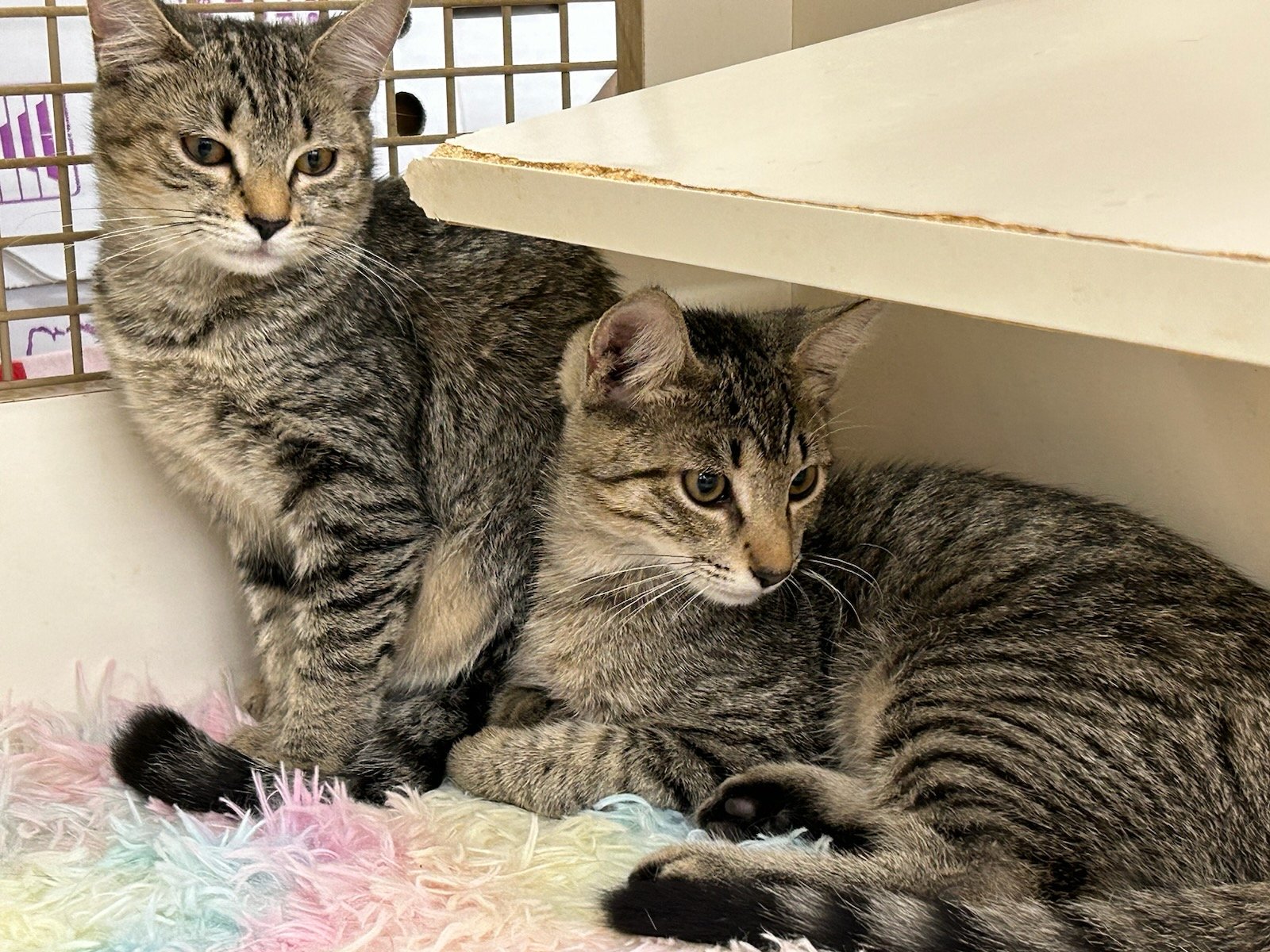 adoptable Cat in Germantown, MD named Heath and Carmela - Adopted!