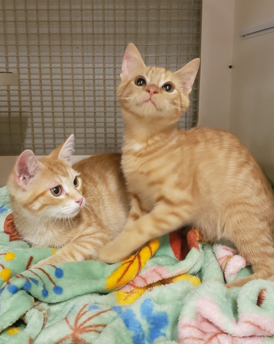 adoptable Cat in Leesburg, VA named George and Fred (bonded)