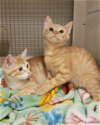 adoptable Cat in leesburg, VA named George and Fred (bonded)