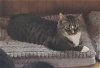 adoptable Cat in germantown, MD named Louisa