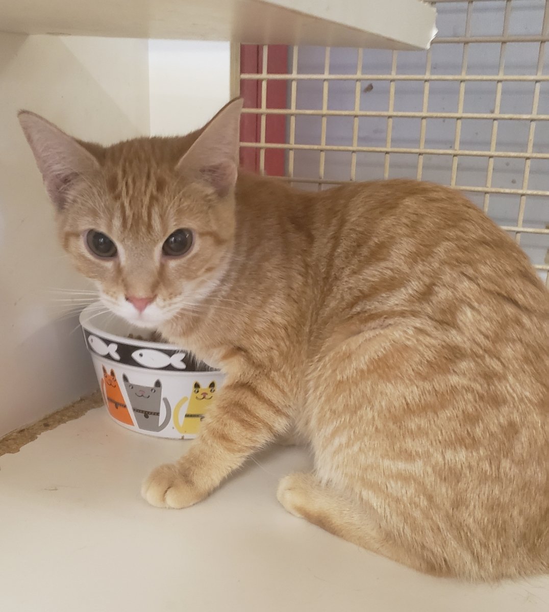 adoptable Cat in Germantown, MD named Paloma