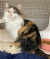 adoptable Cat in , MD named Misty