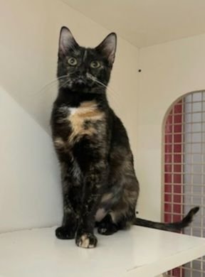 adoptable Cat in Germantown, MD named Francesca
