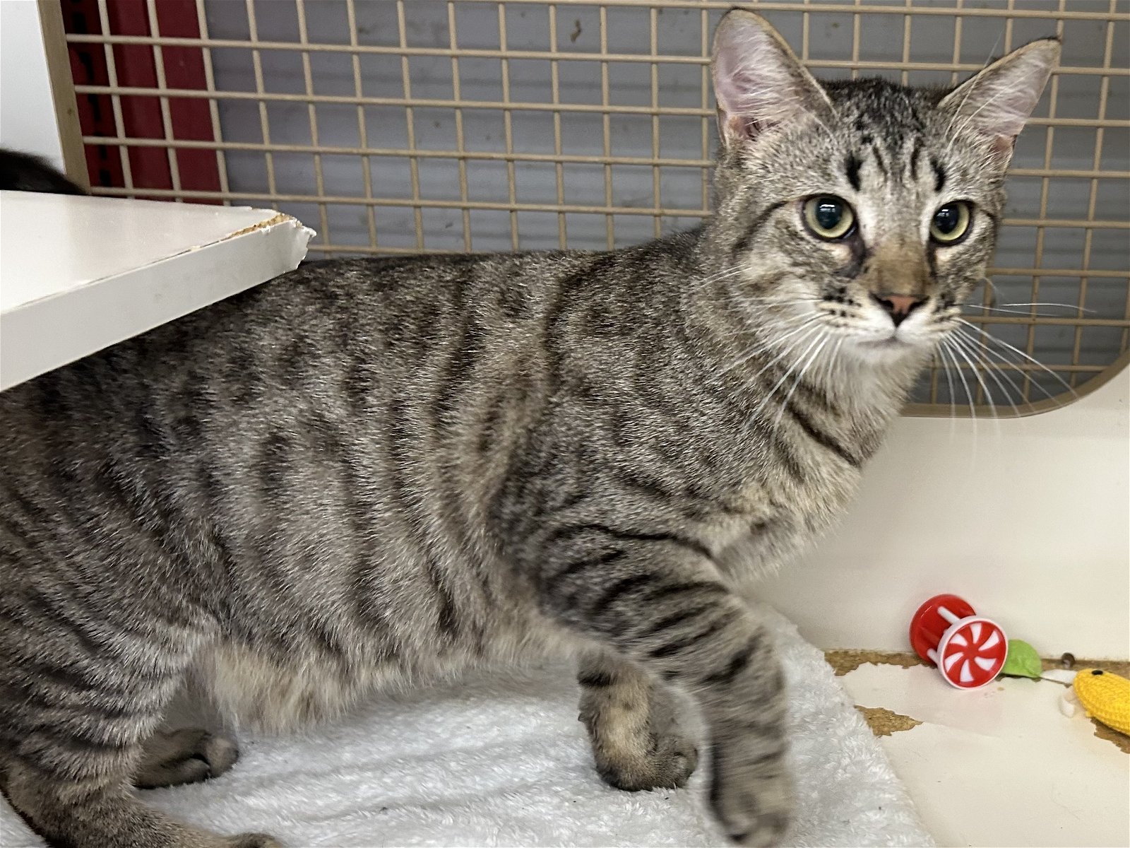 adoptable Cat in Germantown, MD named Forrest