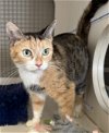 adoptable Cat in germantown, md, MD named Pixie - Adopted