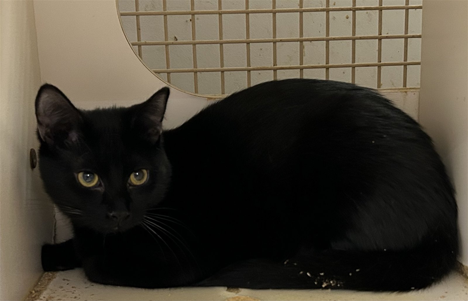 adoptable Cat in Germantown, MD named Hunter - Adopted!!