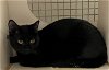 adoptable Cat in germantown, MD named Hunter - Adopted!!