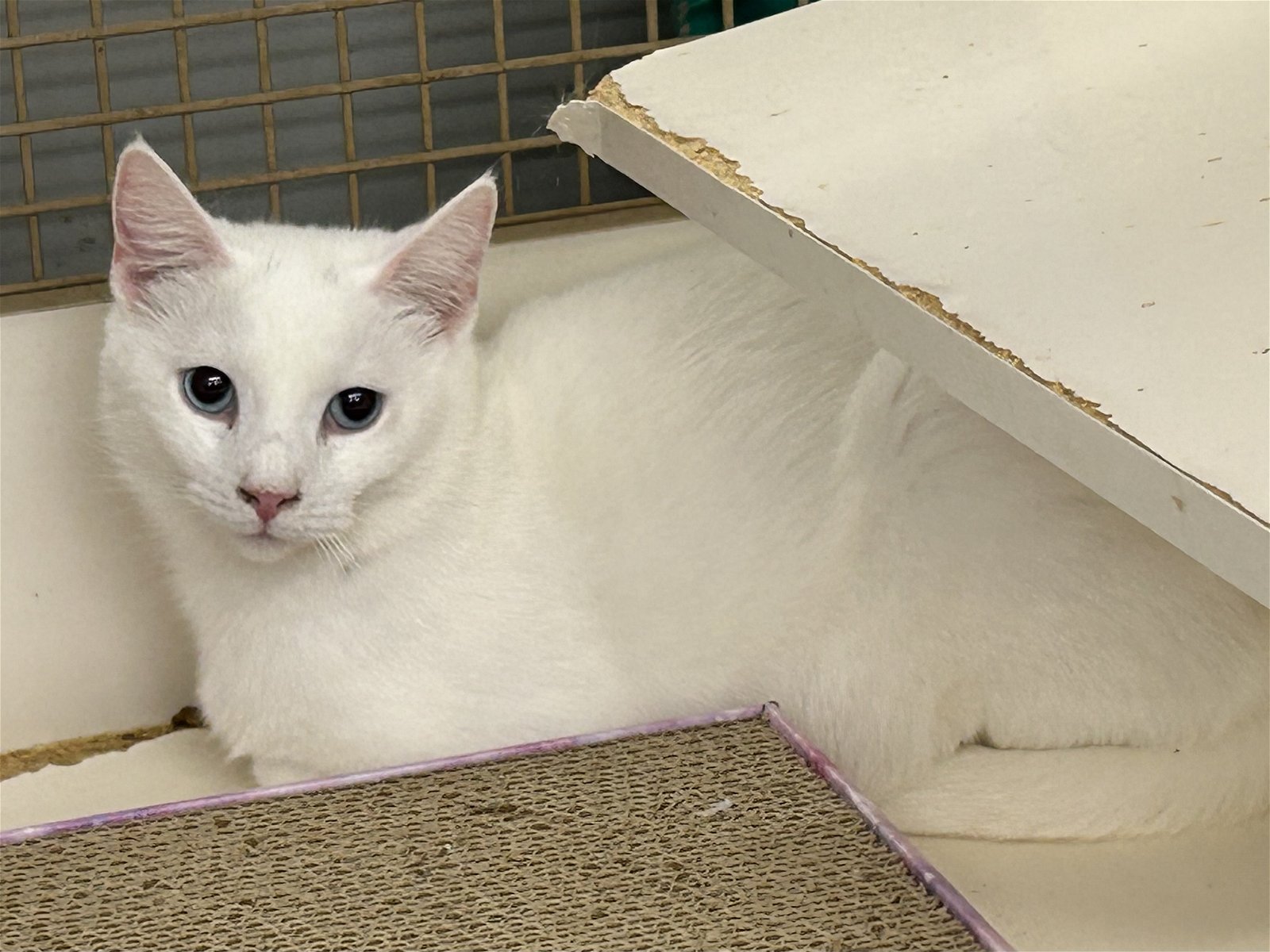 adoptable Cat in Germantown, MD named Periwinkle  - Adopted!
