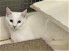 adoptable Cat in germantown, md, MD named Periwinkle  - Adopted!
