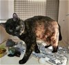 adoptable Cat in leesburg, VA named Taylor - at Leesburg Petco