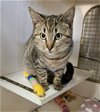 adoptable Cat in leesburg, VA named Casey - at Leesburg Petco