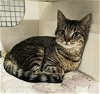 adoptable Cat in leesburg, VA named Paula - at Leesburg Petco