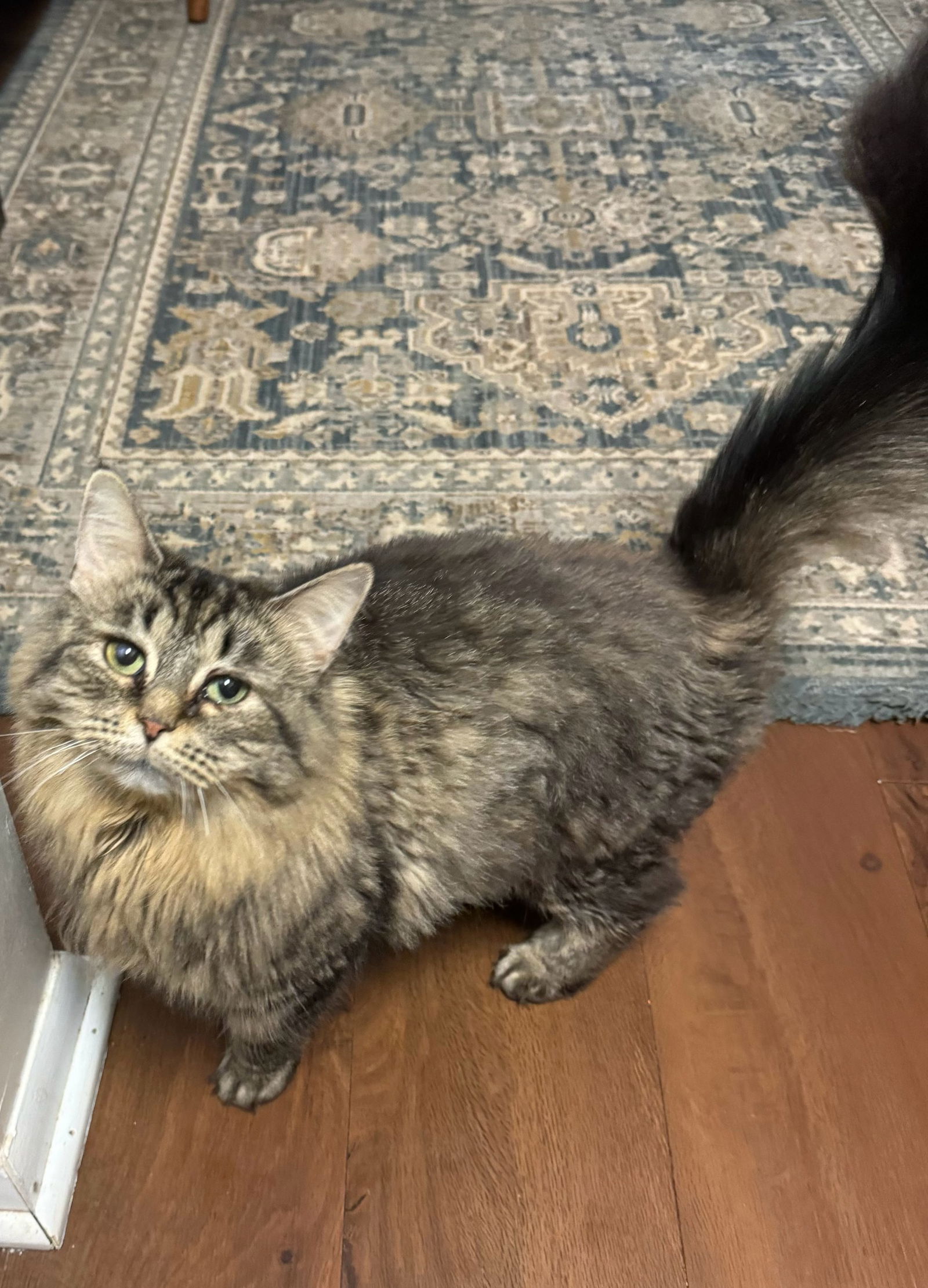 adoptable Cat in Leesburg, VA named Sasha - at Leesburg Petco