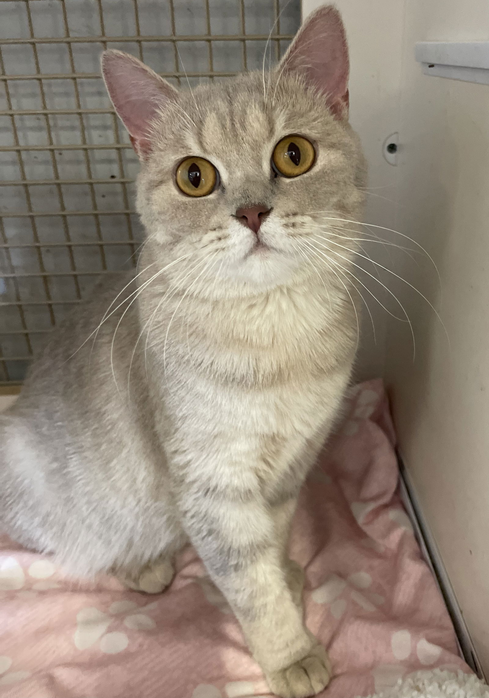 adoptable Cat in Germantown, MD named Lilac