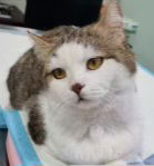 adoptable Cat in Leesburg, VA named Bolt - wobbly kitty