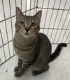 adoptable Cat in , MD named Samuel - in foster care