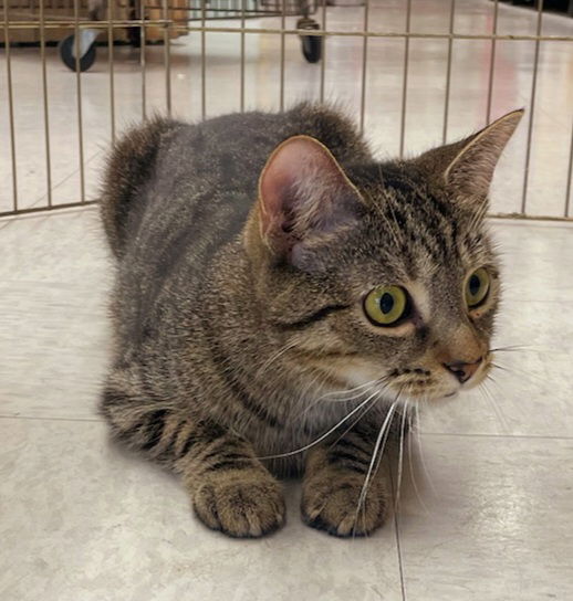 adoptable Cat in Germantown, MD named Georgia