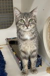 adoptable Cat in , MD named Lila - in foster care