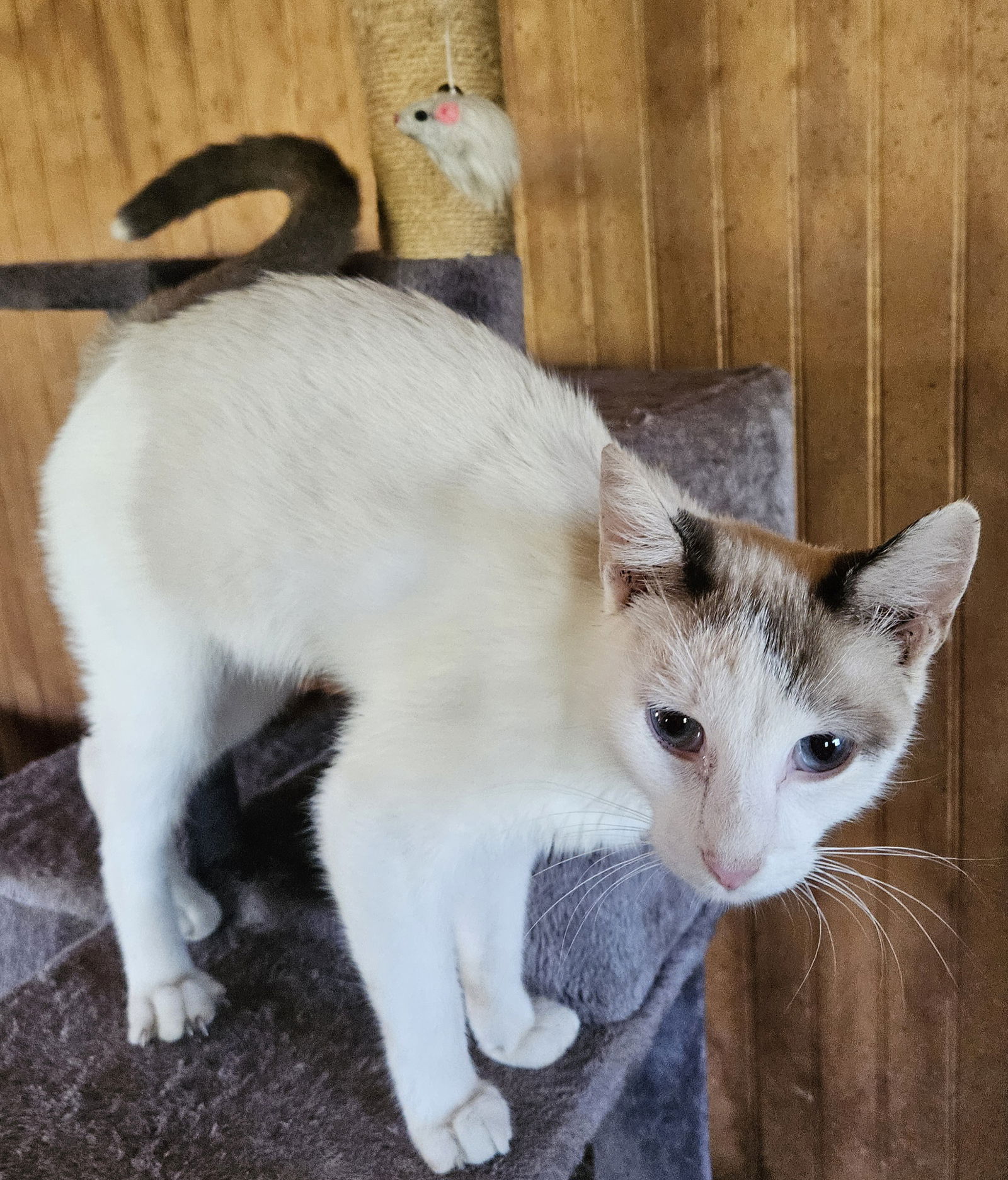 adoptable Cat in Leesburg, VA named Kona - in Leesburg Petco