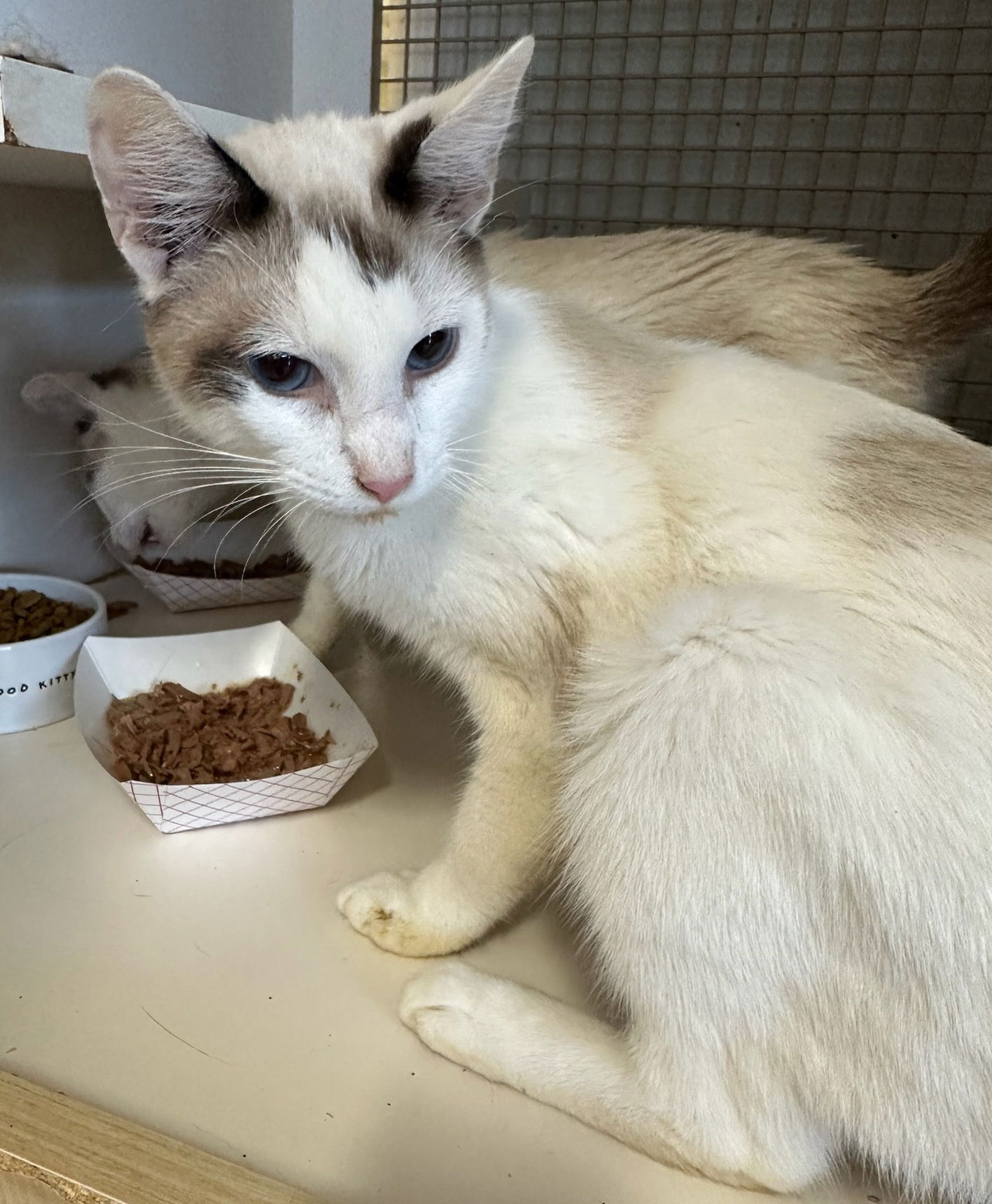 adoptable Cat in Leesburg, VA named Kai - in Leesburg Petco