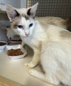 adoptable Cat in  named Kai - in Leesburg Petco