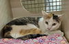 adoptable Cat in  named Cali - in foster