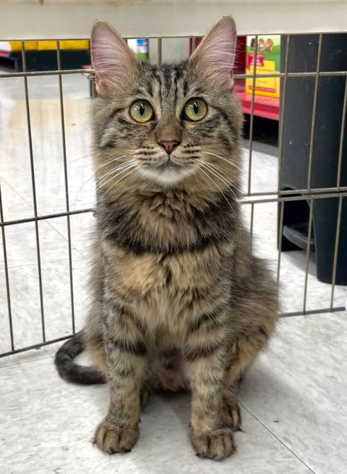 picture of the cat needing adoption