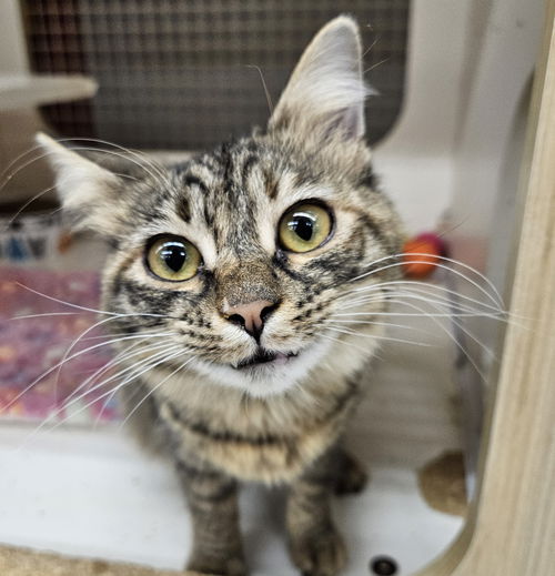 picture of the cat needing adoption