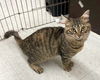 adoptable Cat in leesburg, VA named Chippie - Arabian Mau mix