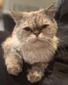 adoptable Cat in germantown, MD named Gandolf - Senior Persian at Germantown Petco