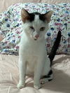 adoptable Cat in leesburg, VA named Maliya - at Leesburg Petco