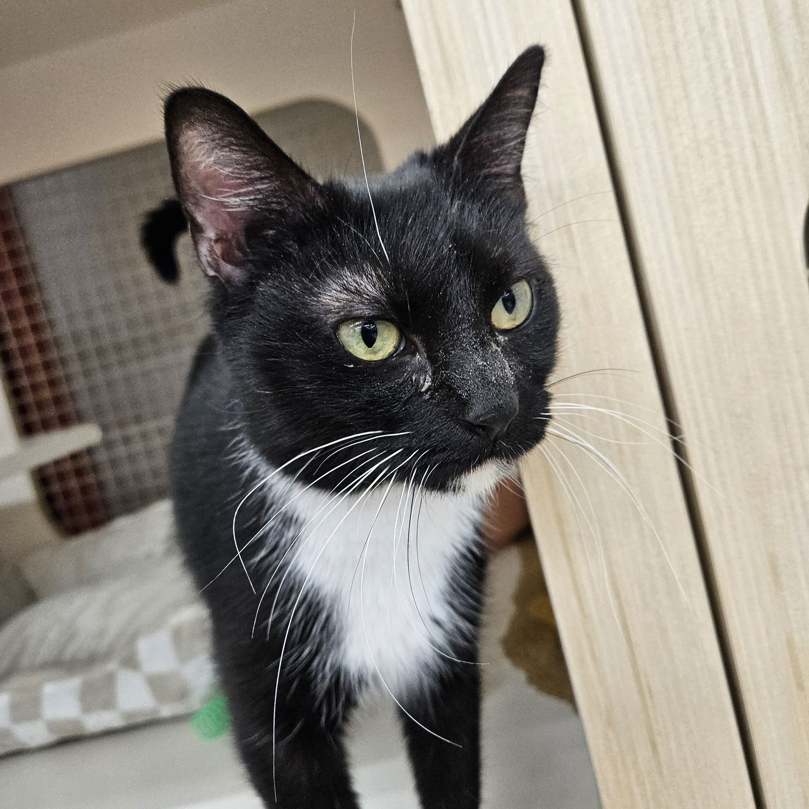 adoptable Cat in Germantown, MD named Chaos - in foster