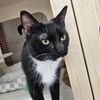 adoptable Cat in germantown, MD named Chaos - in foster
