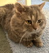 adoptable Cat in leesburg, VA named Harry