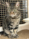 adoptable Cat in germantown, MD named Emma - at Germantown Petco