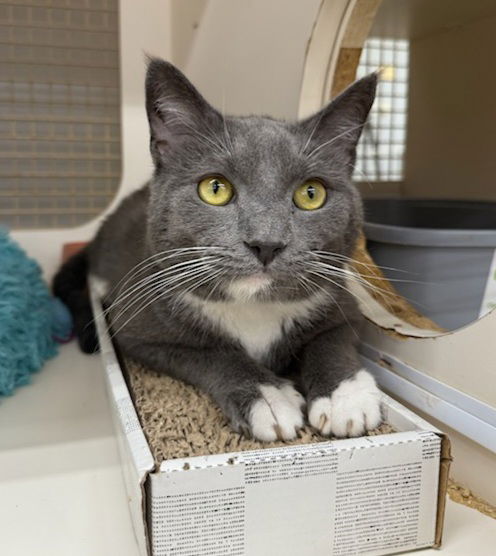adoptable Cat in Germantown, MD named Chuckles - at Germantown Petco