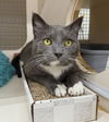 adoptable Cat in germantown, MD named Chuckles - at Germantown Petco