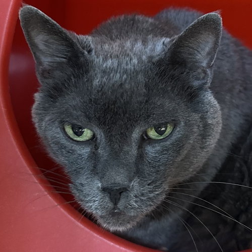 Gwen, a cat for adoption from Felines & Friends New Mexico