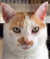 adoptable Cat in sf, NM named Joe [PF]