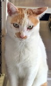 Joe [Permanent Foster] - Photo 2