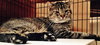 Big Boy [Permanent Foster] - Photo 2