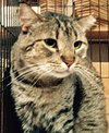 Big Boy [Permanent Foster] - Photo 3