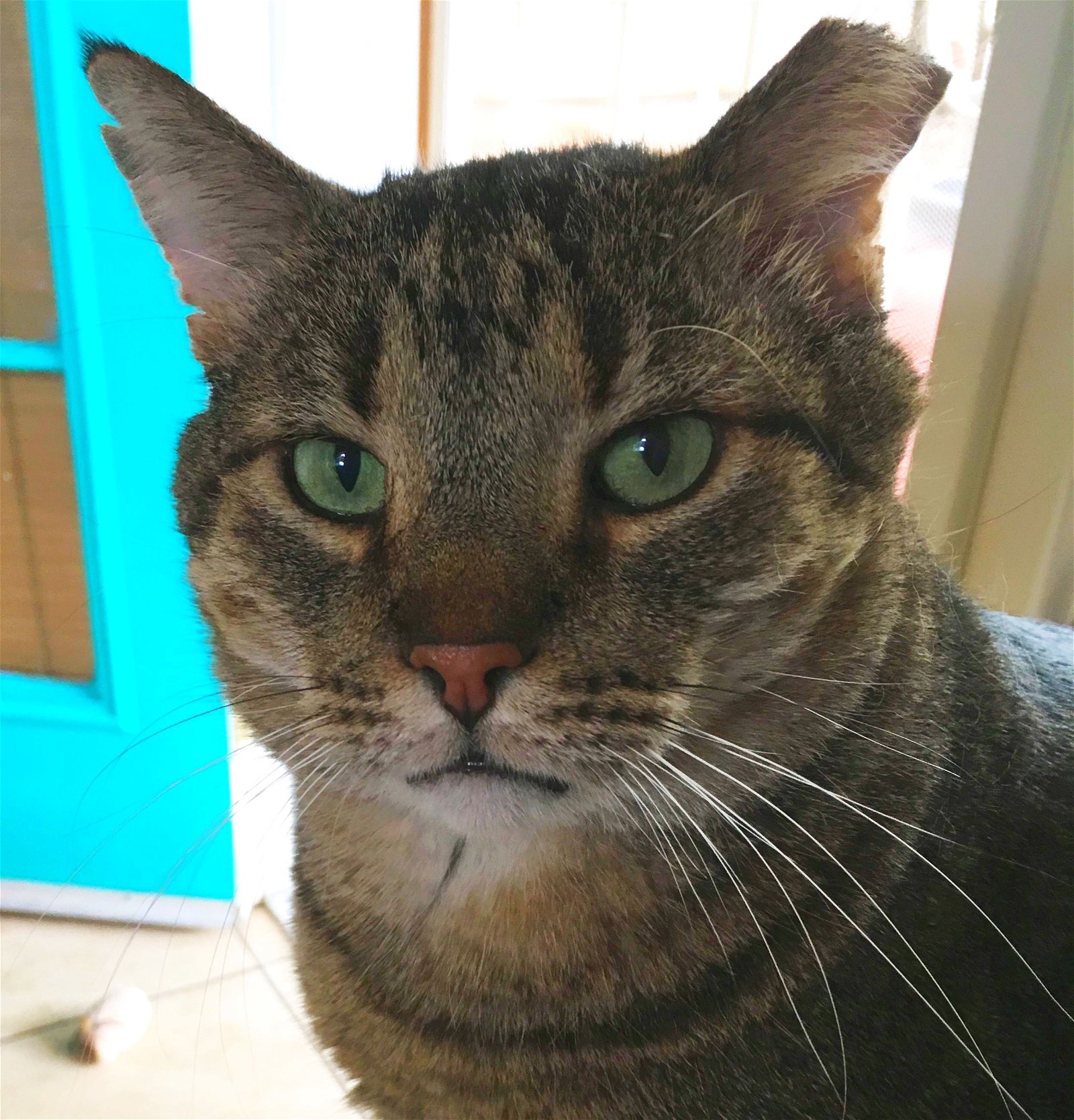adoptable Cat in SF, NM named Big Boy [PF]
