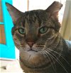 adoptable Cat in , NM named Big Boy [PF]