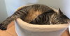 Big Boy [Permanent Foster] - Photo 4