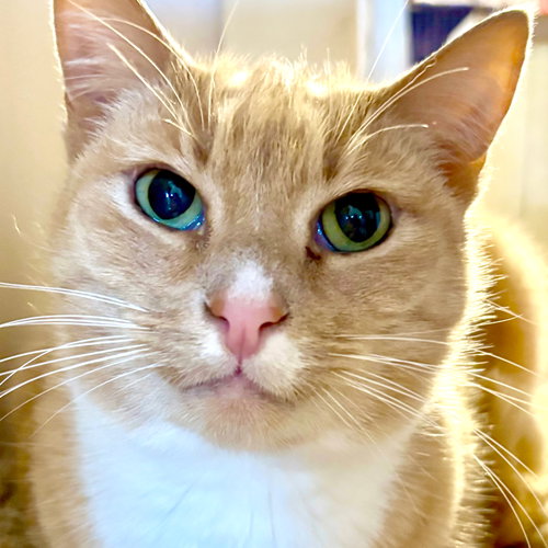 VICTORY [AND TOPPER] - Domestic Short Hair / Tabby available for adoption