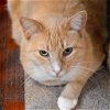 adoptable Cat in , NM named Victory