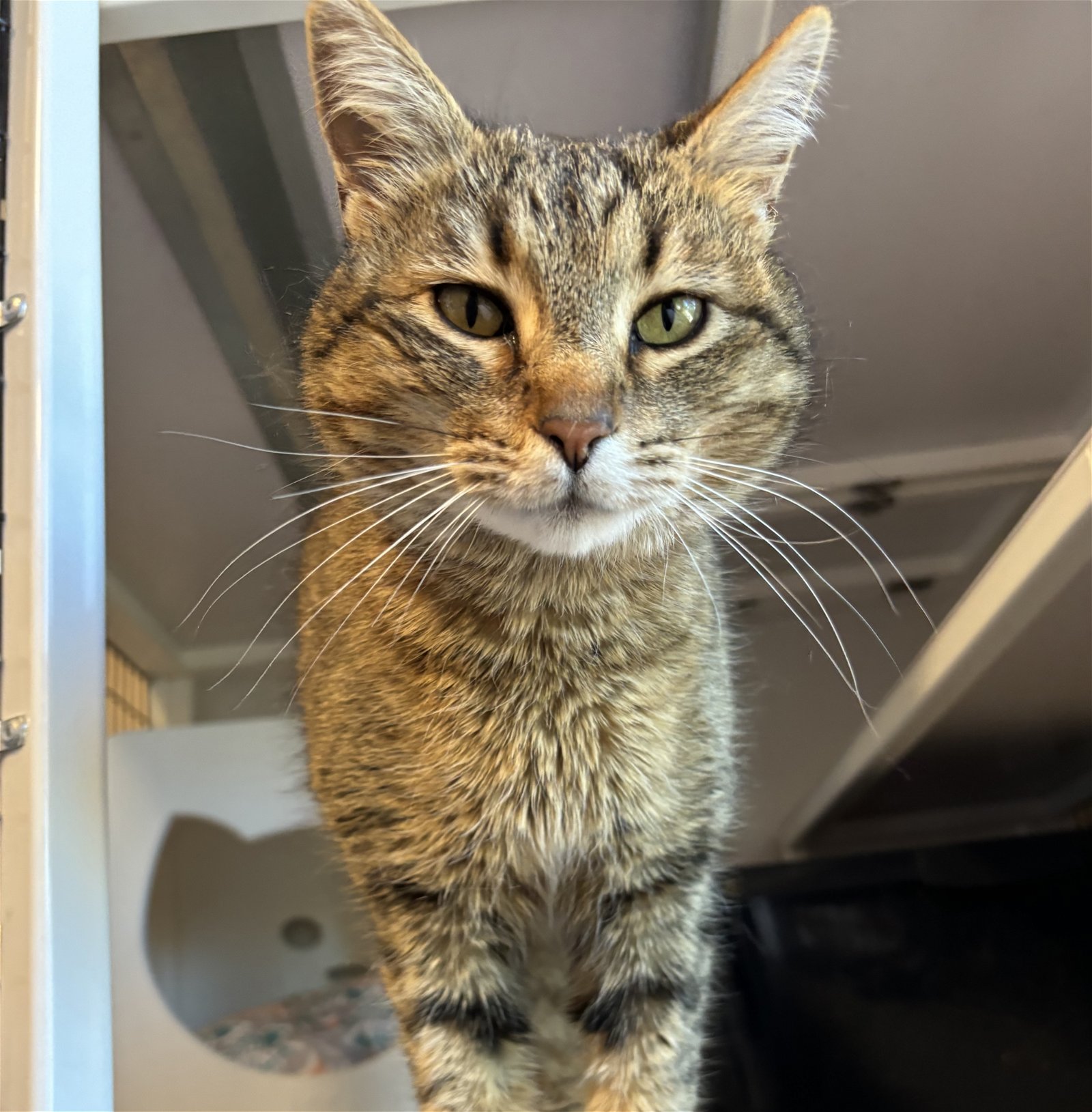 adoptable Cat in SF, NM named Bernette